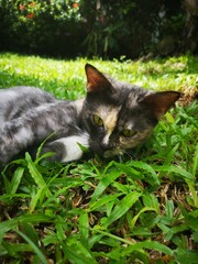 cat on the grass