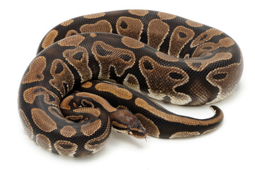 Ball python (Python regius) on a white background