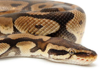 Ball python (Python regius) on a white background