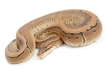 Fototapeta premium Ball python (Python regius) on a white background