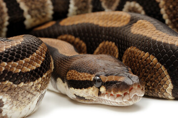 Obraz premium Ball python (Python regius) on a white background