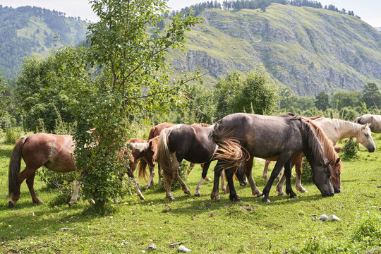 Vacation landscape. Horse outdoor in evening. Russian Altai mountains. Chemal region. Holiday at home. Staycation concept. Reduce carbon footprint. Sustainable lifestyle. Holiday trail. Local travel