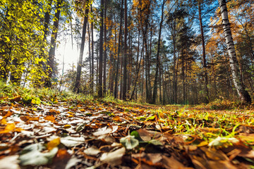 Autumn landscape. Siberia