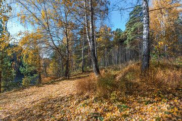 Autumn landscape. Siberia