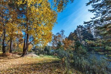 Autumn landscape. Siberia