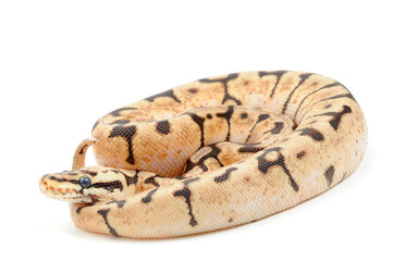 Ball python (Python regius) on a white background