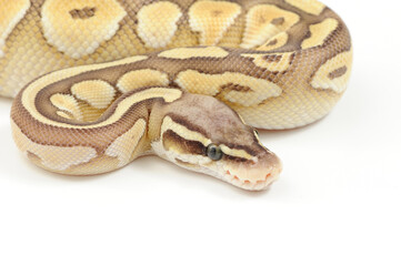 Ball python (Python regius) on a white background