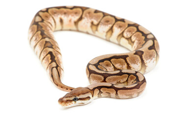 Ball python (Python regius) on a white background