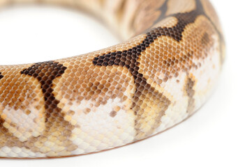 Ball python (Python regius) on a white background