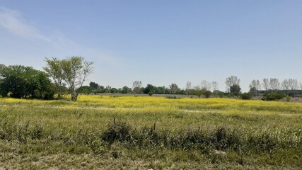 Campo de amarillo