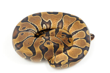 Ball python (Python regius) on a white background