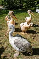 Fototapeta premium The Dalmatian pelican (Pelecanus crispus) and The great white pelican (Pelecanus onocrotalus).