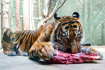 The Sumatran tiger (Panthera tigris sumatrae) eats meat in captivity.