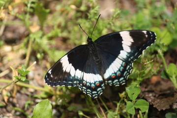 butterfly on a flower