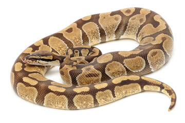Ball python (Python regius) on a white background