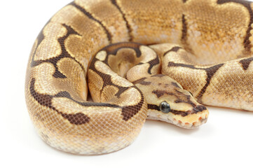 Obraz premium Ball python (Python regius) on a white background