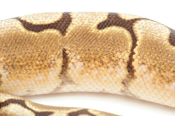 Obraz premium Ball python (Python regius) on a white background