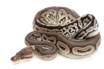Ball python (Python regius) on a white background
