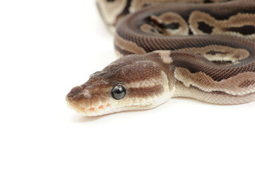 Ball python (Python regius) on a white background