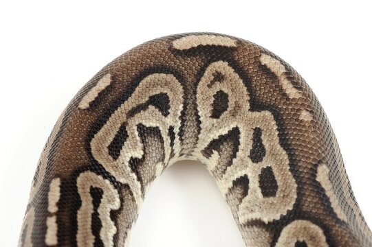 Ball python (Python regius) on a white background