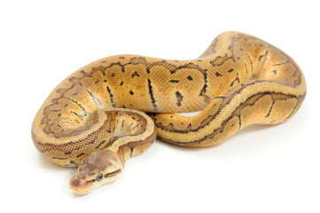 Ball python (Python regius) on a white background