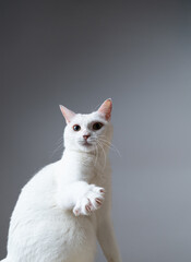 白猫のポートレート　グレー背景　
