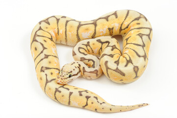 Ball python (Python regius) on a white background