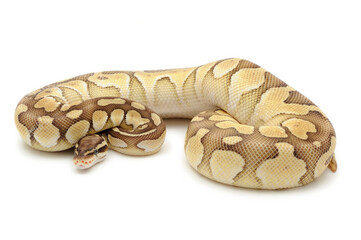 Ball python (Python regius) on a white background