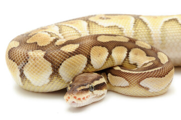 Ball python (Python regius) on a white background