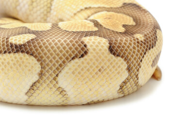 Ball python (Python regius) on a white background