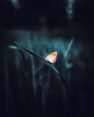 Fotobehang Zwart Selectieve focus van een gevlekte prachtige vlinder op het groene blad op de wazige donkere achtergrond