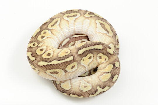 Ball python (Python regius) on a white background