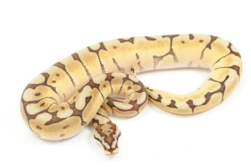 Ball python (Python regius) on a white background