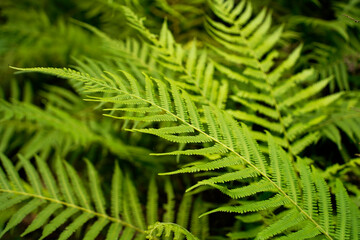 fern leaves