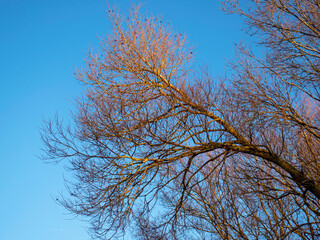 Sunlight shining on a bare tree branch