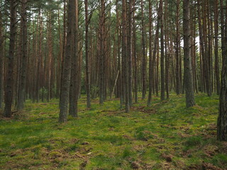 Obraz premium Pinery. Curonian Spit National Park 