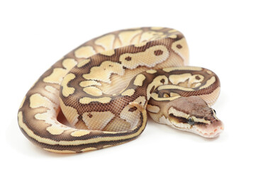 Ball python (Python regius) on a white background
