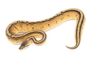 Ball python (Python regius) on a white background