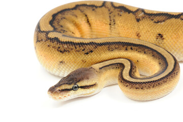 Ball python (Python regius) on a white background