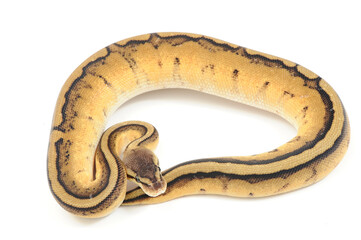 Ball python (Python regius) on a white background