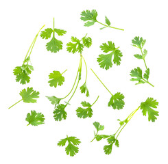 coriander leaves isolated on white background