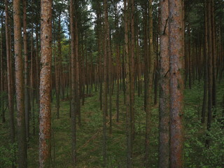 Pinery. Curonian Spit National Park 