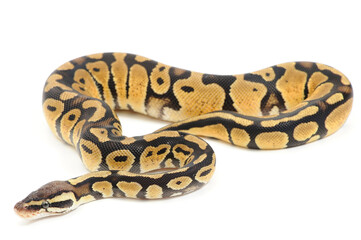 Ball python (Python regius) on a white background