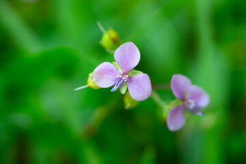 Macro beautiful Purple small flower on blur background.Forest Flower (soft focus).Green nature background concept.