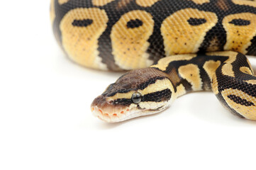 Fototapeta premium Ball python (Python regius) on a white background