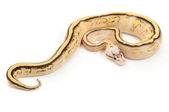 Ball python (Python regius) on a white background