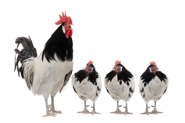 singing rooster and three hens isolated on white background