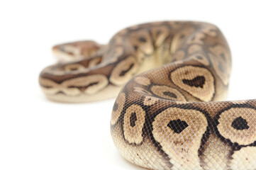 Ball python (Python regius) on a white background