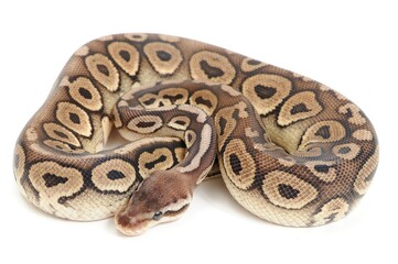 Ball python (Python regius) on a white background