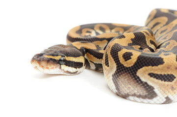 Obraz premium Ball python (Python regius) on a white background